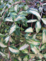 Preview: kleines gelbbuntes Immergrün - Vinca minor Illumination